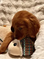 Red Golden’s (Ruby), a female Golden Retriever for sale in Black Hawk, CO – Photo 6 of 8