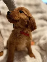 Red Golden’s (Ruby), a female Golden Retriever for sale in Black Hawk, CO – Photo 4 of 8