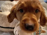 Red Golden’s (Ruby), a female Golden Retriever for sale in Black Hawk, CO – Photo 5 of 8