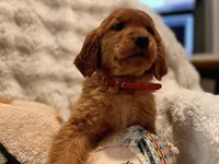 Red Golden’s (Ruby), a female Golden Retriever for sale in Black Hawk, CO – Photo 8 of 8