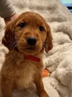 Red Golden’s (Ruby), a female Golden Retriever for sale in Black Hawk, CO – Photo 7 of 8