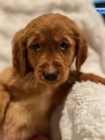 Red Golden’s (Ruby), a female Golden Retriever for sale in Black Hawk, CO – Photo 2 of 8