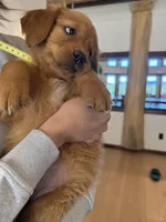 Yellow Collar (Black Hawk) Red Goldens, a female Golden Retriever for sale in Black Hawk, CO – 9 of 9
