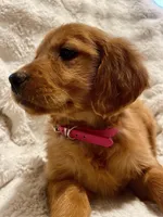 Red Golden’s (Scarlet), a female Golden Retriever for sale in Black Hawk, CO – Photo 6 of 6