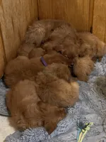 Red Golden’s (Scarlet), a female Golden Retriever for sale in Black Hawk, CO – Photo 4 of 6
