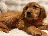 Red Golden’s (Scarlet), a female Golden Retriever for sale in Black Hawk, CO – Photo 1 of 6