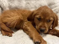 Red Golden’s (Scarlet), a female Golden Retriever for sale in Black Hawk, CO – Photo 3 of 6
