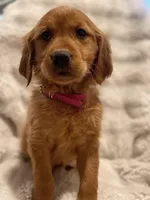 Red Golden’s (Scarlet), a female Golden Retriever for sale in Black Hawk, CO – Photo 2 of 6