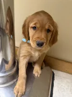 Dark Red Golden’s (Blue Collar Female), a female Golden Retriever for sale in Black Hawk, CO – 5 of 6