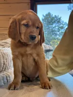 Dark Red Golden’s (Brown Male), a male Golden Retriever for sale in Black Hawk, CO – 2 of 6