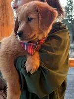 (Pink Collar) Golden CO, a female Golden Retriever for sale in Black Hawk, CO – 2 of 7