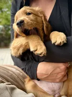 Black Collar (Golden, CO), a male Golden Retriever for sale in Black Hawk, CO – 10 of 10
