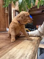 Purple Collar (Black Hawk), a female Golden Retriever for sale in Black Hawk, CO – Photo 7 of 7