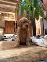 Purple Collar (Black Hawk), a female Golden Retriever for sale in Black Hawk, CO – Photo 5 of 7