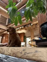 Purple Collar (Black Hawk), a female Golden Retriever for sale in Black Hawk, CO – Photo 6 of 7