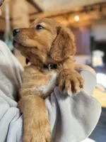 Black Collar (Black Hawk), a male Golden Retriever for sale in Black Hawk, CO – Photo 3 of 6