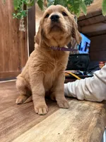 Purple Collar (Black Hawk), a female Golden Retriever for sale in Black Hawk, CO – Photo 3 of 7