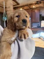 Black Collar (Black Hawk), a male Golden Retriever for sale in Black Hawk, CO – Photo 6 of 6