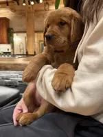 Purple Collar (Black Hawk), a female Golden Retriever for sale in Black Hawk, CO – Photo 2 of 7