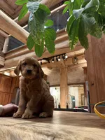 Purple Collar (Black Hawk), a female Golden Retriever for sale in Black Hawk, CO – Photo 4 of 7