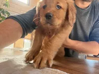 Black Collar (Black Hawk), a male Golden Retriever for sale in Black Hawk, CO – Photo 4 of 6