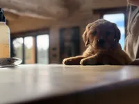 Black Collar (Black Hawk), a male Golden Retriever for sale in Black Hawk, CO – Photo 5 of 6