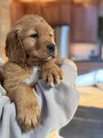 Black Collar (Black Hawk), a male Golden Retriever for sale in Black Hawk, CO – Photo 2 of 6