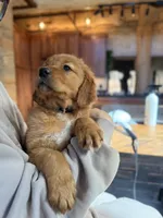Black Collar (Black Hawk), a male Golden Retriever for sale in Black Hawk, CO – Photo 1 of 6