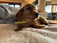 Dark Red Golden’s (Yellow Collar), a female Golden Retriever for sale in Black Hawk, CO – 1 of 9