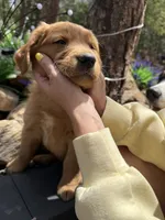 Benny (Red AKC) Black Hawk, a male Golden Retriever for sale in Black Hawk, CO – 5 of 8