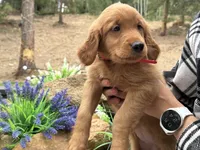 (Red Collar) Black Hawk, a female Golden Retriever for sale in Black Hawk, CO – 2 of 7