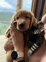 (Orange Collar) Black Hawk, a male Golden Retriever for sale in Black Hawk, CO – 5 of 6