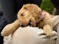 Purple Collar (Golden CO), a female Golden Retriever for sale in Black Hawk, CO – 8 of 10