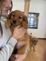 Yellow Collar (Black Hawk) Red Goldens, a female Golden Retriever for sale in Black Hawk, CO – 5 of 9