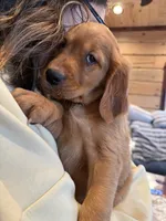 Dark Red Golden’s (Brown Male), a male Golden Retriever for sale in Black Hawk, CO – 3 of 6