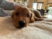 Dark Red Golden’s (Yellow Collar), a female Golden Retriever for sale in Black Hawk, CO – 2 of 9