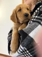 Layla (White Collar) Black Hawk, a female Golden Retriever for sale in Black Hawk, CO – 3 of 6