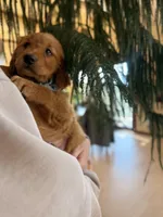 Green Collar (Black Hawk), a male Golden Retriever for sale in Black Hawk, CO – Photo 5 of 10