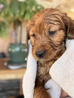 Green Collar (Black Hawk), a male Golden Retriever for sale in Black Hawk, CO – Photo 3 of 10