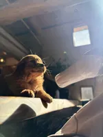 Green Collar (Black Hawk), a male Golden Retriever for sale in Black Hawk, CO – Photo 4 of 10