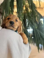 Green Collar (Black Hawk), a male Golden Retriever for sale in Black Hawk, CO – Photo 6 of 10