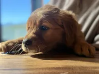 Green Collar (Black Hawk), a male Golden Retriever for sale in Black Hawk, CO – Photo 1 of 10