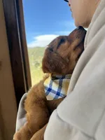 Green Collar (Black Hawk), a male Golden Retriever for sale in Black Hawk, CO – Photo 9 of 10