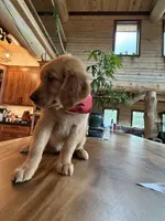 (Pink Collar) Black Hawk, a male Golden Retriever for sale in Black Hawk, CO – 4 of 6