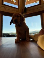 Dark Red Golden’s (Dark Brown Collar), a female Golden Retriever for sale in Black Hawk, CO – 5 of 6
