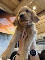 (Brown Collar) Black Hawk, a female Golden Retriever for sale in Black Hawk, CO – 7 of 7