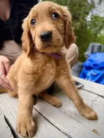 Purple Collar (Golden CO), a female Golden Retriever for sale in Black Hawk, CO – 6 of 10