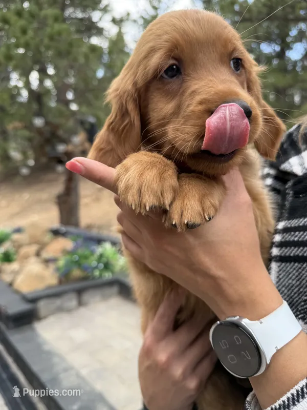 (Red Collar) Black Hawk – Golden Retriever puppy for sale in Black Hawk, CO
