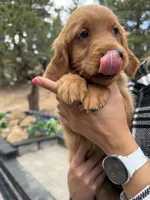 (Red Collar) Black Hawk, a female Golden Retriever for sale in Black Hawk, CO – 1 of 7