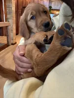 Dark Red Golden’s (Blue Collar Female), a female Golden Retriever for sale in Black Hawk, CO – 4 of 6